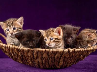 Savannah Litter - Savannah - Gallery Photo #1