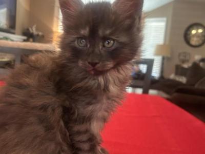 Smokey - Maine Coon - Gallery Photo #1
