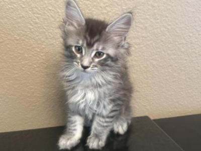 Frosty - Maine Coon - Gallery Photo #1