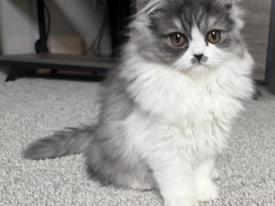 Petunia - Persian - Gallery Photo #1