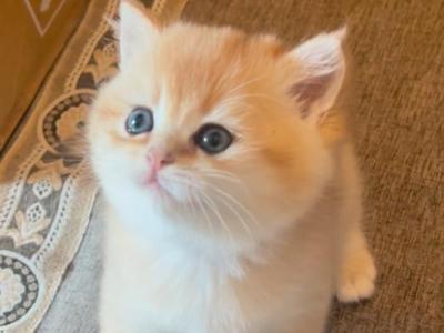 Gold - British Shorthair - Gallery Photo #1