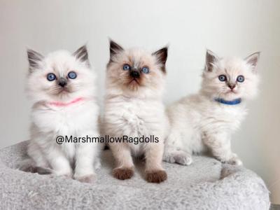 Marshmallow Ragdolls - Ragdoll - Gallery Photo #1