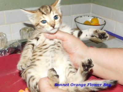 Orange Flower Boy  Sonnet And Mattis - Cheetoh - Gallery Photo #1
