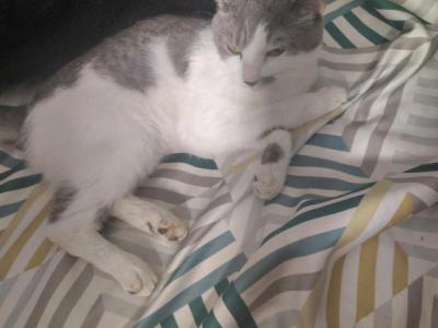 Pinky And Pebbles - Domestic - Gallery Photo #1