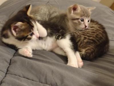 Bandit - American Shorthair - Gallery Photo #1