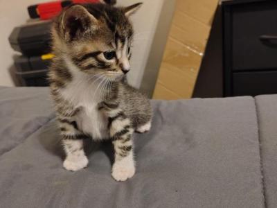 Misty - American Shorthair - Gallery Photo #1