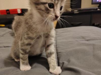 Scout - American Shorthair - Gallery Photo #1