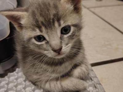 Ghost - American Shorthair - Gallery Photo #1
