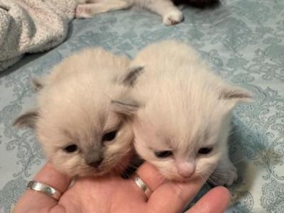 2 Male Ragdoll Kittens - Ragdoll - Gallery Photo #1