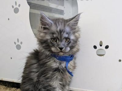 Caesar The Floof - Maine Coon - Gallery Photo #1