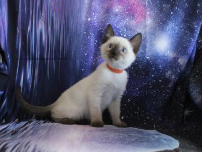Nova - Siamese - Gallery Photo #1