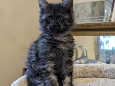 Midnight The Great - Maine Coon - Gallery Photo #1