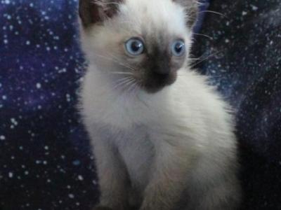 Ursa - Siamese - Gallery Photo #1