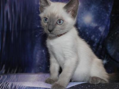 Sirius - Siamese - Gallery Photo #1
