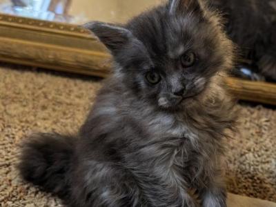 Mr Soda - Maine Coon - Gallery Photo #1