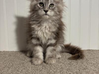 Jules - Maine Coon - Gallery Photo #1
