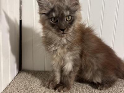 Bliss - Maine Coon - Gallery Photo #1