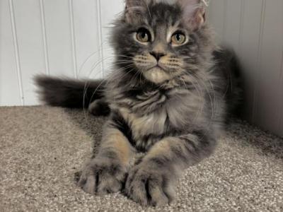 Milkyway - Maine Coon - Gallery Photo #1