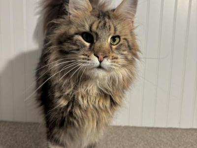 Scarlett - Maine Coon - Gallery Photo #1
