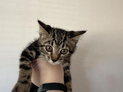 Kitten - Bengal - Gallery Photo #1