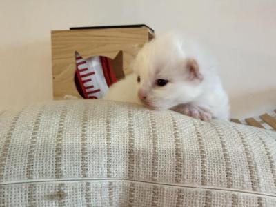 Coco Chanel - Ragdoll - Gallery Photo #1