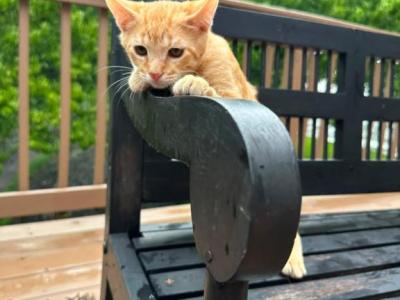 Bobtail American - American Bobtail - Gallery Photo #1