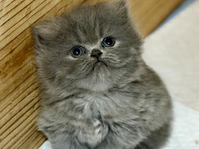 Persian - Persian - Gallery Photo #1
