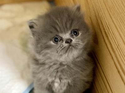Angel - Persian - Gallery Photo #1