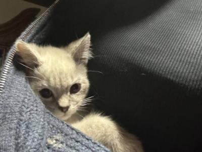 1 Month Old  Siamese American Bobtail Mix - Siamese - Gallery Photo #1
