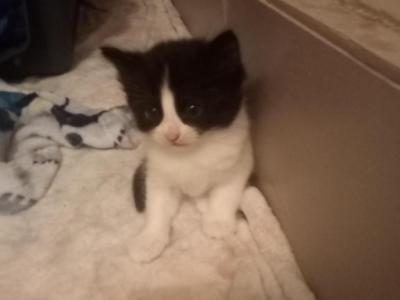 Not Named Yet - Domestic - Gallery Photo #1
