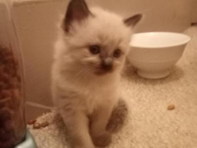 4 Kittens Needing LOVING Homes - Domestic - Gallery Photo #1