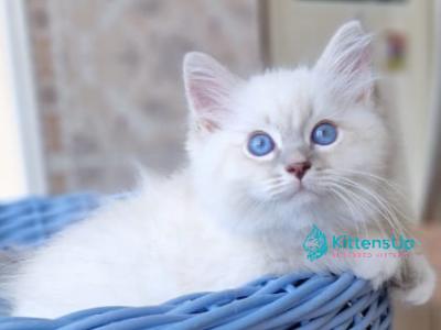 Dimas - Siberian - Gallery Photo #1