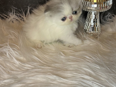 Luciana - Persian - Gallery Photo #1