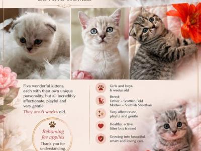 Leo - Scottish Fold - Gallery Photo #1