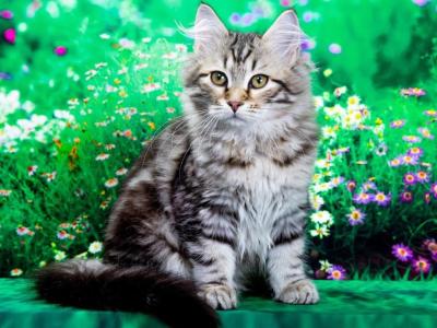Varya - Siberian - Gallery Photo #1