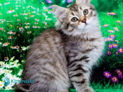 Elizaveta - Siberian - Gallery Photo #1