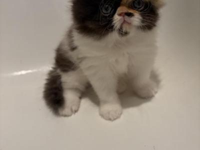 Pancakes - Persian - Gallery Photo #1