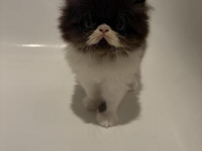 Muffin - Persian - Gallery Photo #1