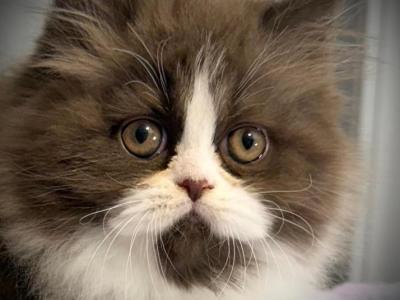 Chocolate Smoke Persian Mix Female Available - Persian - Gallery Photo #1