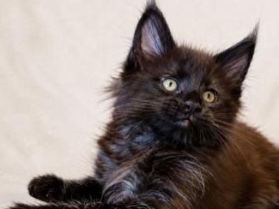 European Black Maine Coon Boy Delivery Included - Maine Coon - Gallery Photo #1
