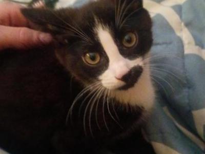 Kittens - Domestic - Gallery Photo #1