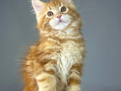 Eva - Maine Coon - Gallery Photo #1