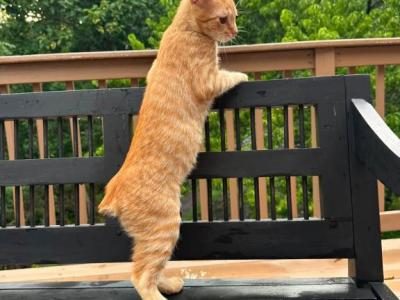 American Bobtail For Adoption - American Bobtail - Gallery Photo #1