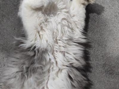 Blue White Persian Kitten - Persian - Gallery Photo #1