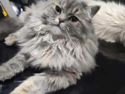 Blue Cream Persian Kitten - Persian - Gallery Photo #1