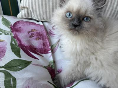 Maxime's Litter - Himalayan - Gallery Photo #1