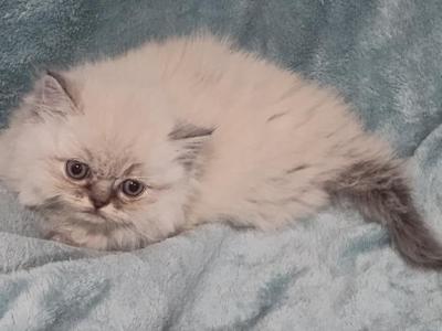 Blue Point Dollface Persian Kitten - Persian - Gallery Photo #1