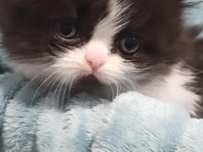 Black & White Persian Kitten - Persian - Gallery Photo #1
