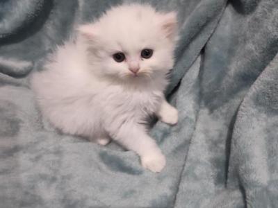 All White Dollface Persian Kitten - Persian - Gallery Photo #1
