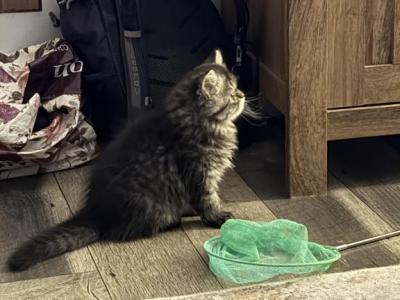 2 Persians Kittens Updated - Persian - Gallery Photo #1